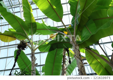 Banana leaves growing in a greenhouse Banana leaves growing in a greenhouse 121610973