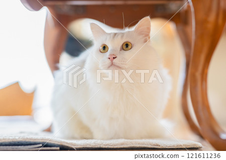 室內白貓 室內白貓 121611236