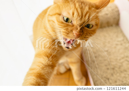 令人生畏的貓 121611244