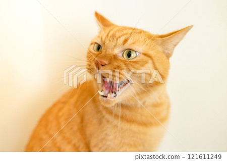 Intimidating cat Intimidating cat 121611249