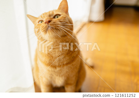 室內養貓 121611252
