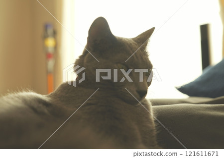 家貓悠閒的日常生活 121611671