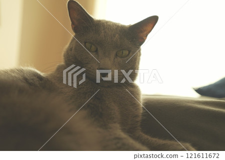 家貓悠閒的日常生活 家貓悠閒的日常生活 121611672