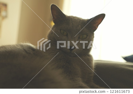 家貓悠閒的日常生活 121611673