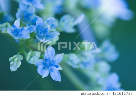 Cute blue hydrangea Cute blue hydrangea 121611783