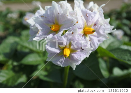 Potato flowers 121611920
