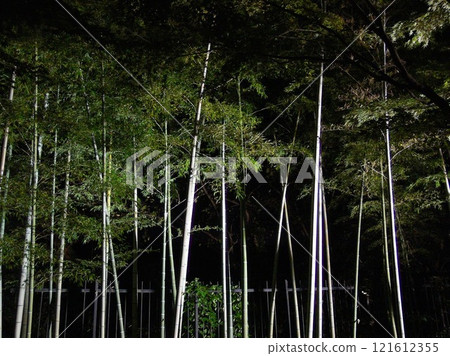 Bamboo grove light up 121612355