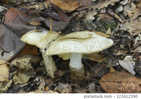 Moss muscle 121612390