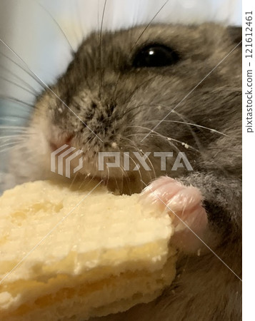 倉鼠吃的食物 倉鼠吃的食物 121612461
