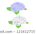 Purple and white hydrangea 121612715