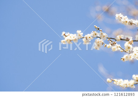 Plum blossoms in full bloom and sky announcing the news of spring 121612893
