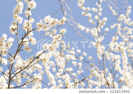 Plum blossoms and sky in full bloom heralding spring news 121612942