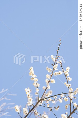 Plum blossoms and sky in full bloom heralding spring news Plum blossoms and sky in full bloom heralding spring news 121612943