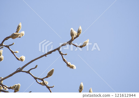 Magnolia flower buds and sky heralding spring news 121612944
