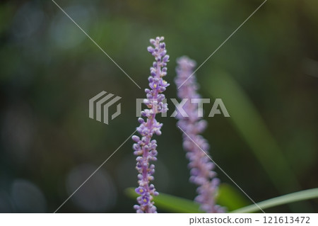 紫色花維羅妮卡 紫色花維羅妮卡 121613472