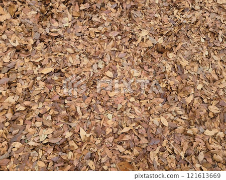 Fallen leaves  121613669