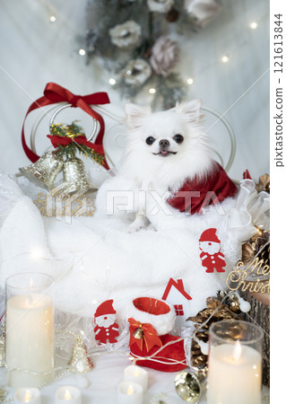 Chihuahua dressed as Santa with Christmas decorations 121613844