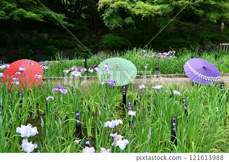 Tokugawa Garden in Spring 121613988