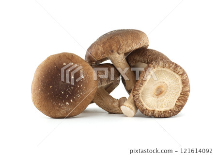 Fresh Shiitake Mushrooms Isolated on White Background Fresh Shiitake Mushrooms Isolated on White Background 121614092