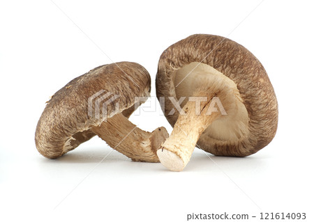 Fresh Shiitake Mushrooms Isolated on White Background 121614093