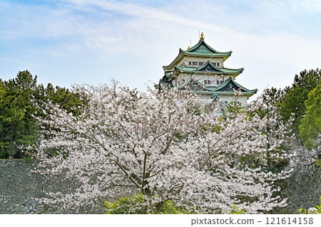 春天名古屋城堡 121614158