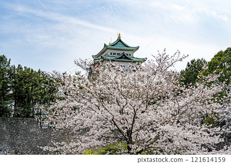 春天名古屋城堡 春天名古屋城堡 121614159
