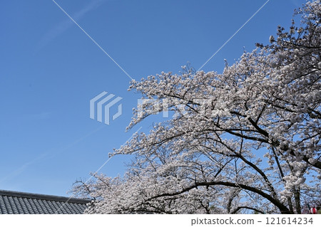 Spring Nagoya Castle 121614234