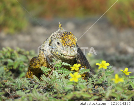 Land iguanas are an endemic species that only lives in the Galapagos. Although their faces may look scary, they are herbivores and have a very docile personality. 121614355