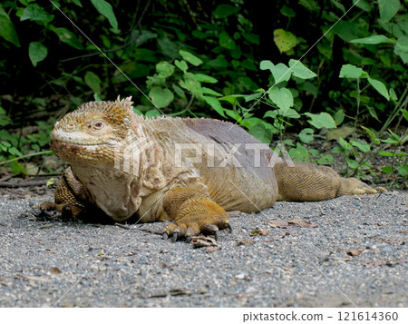 Land iguanas are an endemic species that only lives in the Galapagos. Although their faces may look scary, they are herbivores and have a very docile personality. 121614360