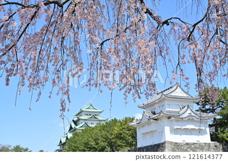 春天名古屋城堡 春天名古屋城堡 121614377