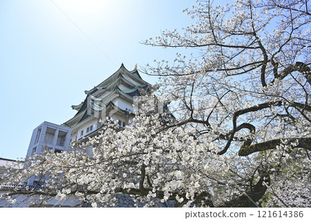 Spring Nagoya Castle Spring Nagoya Castle 121614386