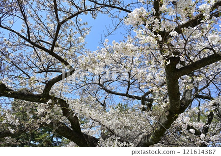 春天名古屋城堡 121614387