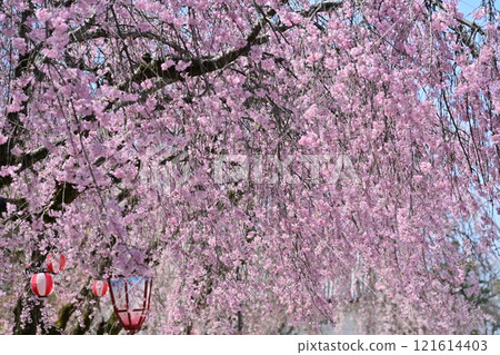 Spring Nagoya Castle Spring Nagoya Castle 121614403