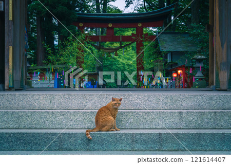 Shrine gate and cat looking at you Shrine gate and cat looking at you 121614407