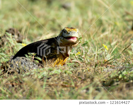 Land iguanas are an endemic species that only lives in the Galapagos. Although their faces may look scary, they are herbivores and have a very docile personality. 121614427