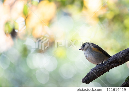紅脅藍尾鴝 紅脅藍尾鴝 121614439