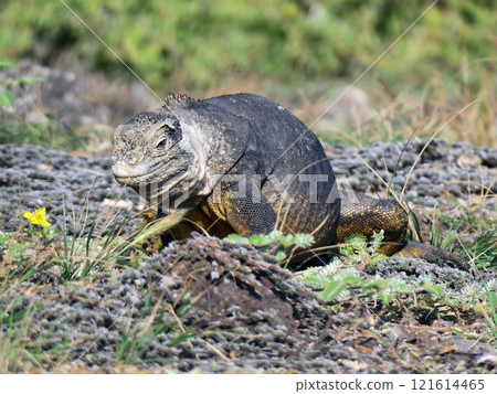 陸鬣蜥是一種僅生活在加拉巴哥群島的特有物種，雖然它有著可怕的面孔，但它是草食性動物，個性非常溫和。 121614465