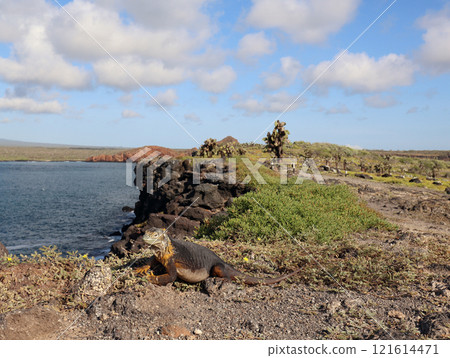 陸鬣蜥是一種僅生活在加拉巴哥群島的特有物種,雖然它有著可怕的面孔,但它是草食性動物,個性非常溫和。 陸鬣蜥是一種僅生活在加拉巴哥群島的特有物種,雖然它有著可怕的面孔,但它是草食性動物,個性非常溫和。 121614471