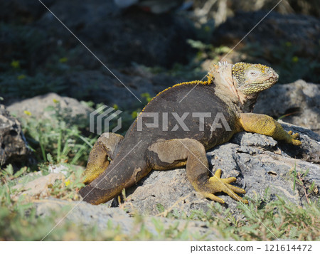 陸鬣蜥是一種僅生活在加拉巴哥群島的特有物種,雖然它有著可怕的面孔,但它是草食性動物,個性非常溫和。 陸鬣蜥是一種僅生活在加拉巴哥群島的特有物種,雖然它有著可怕的面孔,但它是草食性動物,個性非常溫和。 121614472