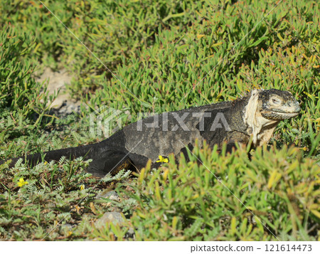 陸鬣蜥是一種僅生活在加拉巴哥群島的特有物種，雖然它有著可怕的面孔，但它是草食性動物，個性非常溫和。 121614473
