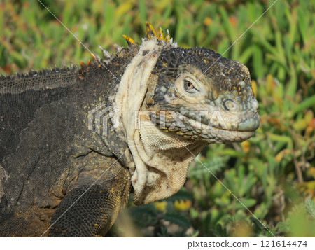 Land iguanas are an endemic species that only lives in the Galapagos. Although their faces may look scary, they are herbivores and have a very docile personality. 121614474