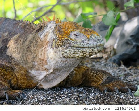 Land iguanas are an endemic species that only lives in the Galapagos. Although their faces may look scary, they are herbivores and have a very docile personality. 121614501