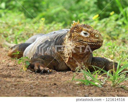 陸鬣蜥是一種僅生活在加拉巴哥群島的特有物種，雖然它有著可怕的面孔，但它是草食性動物，個性非常溫和。 121614516