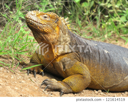 Land iguanas are an endemic species that only lives in the Galapagos. Although their faces may look scary, they are herbivores and have a very docile personality. 121614519