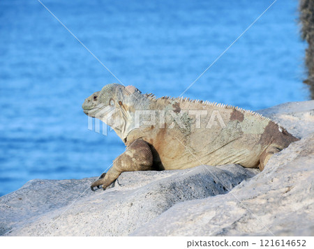 The Santa Fe land iguana is an endemic species that breeds only on Santa Fe Island and is found only on this island. The Santa Fe land iguana is an endemic species that breeds only on Santa Fe Island and is found only on this island. 121614652