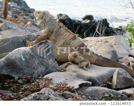 The Santa Fe land iguana is an endemic species that breeds only on Santa Fe Island and is found only on this island. 121614653