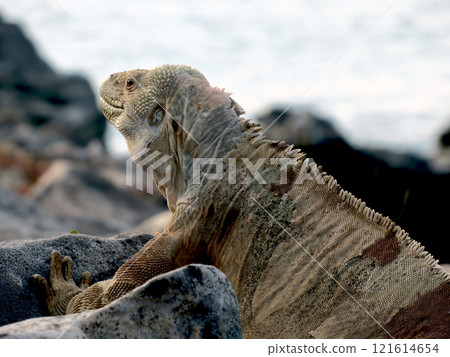 The Santa Fe land iguana is an endemic species that breeds only on Santa Fe Island and is found only on this island. 121614654