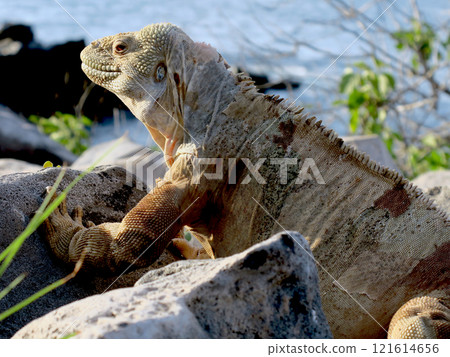 The Santa Fe land iguana is an endemic species that breeds only on Santa Fe Island and is found only on this island. 121614656