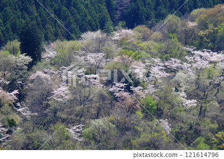 Cherry blossoms in a grove [Tsukui, Sagamihara City, April] 121614796