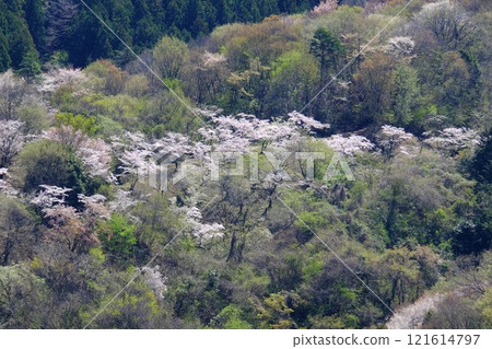 Cherry blossoms in a grove [Tsukui, Sagamihara City, April] 121614797